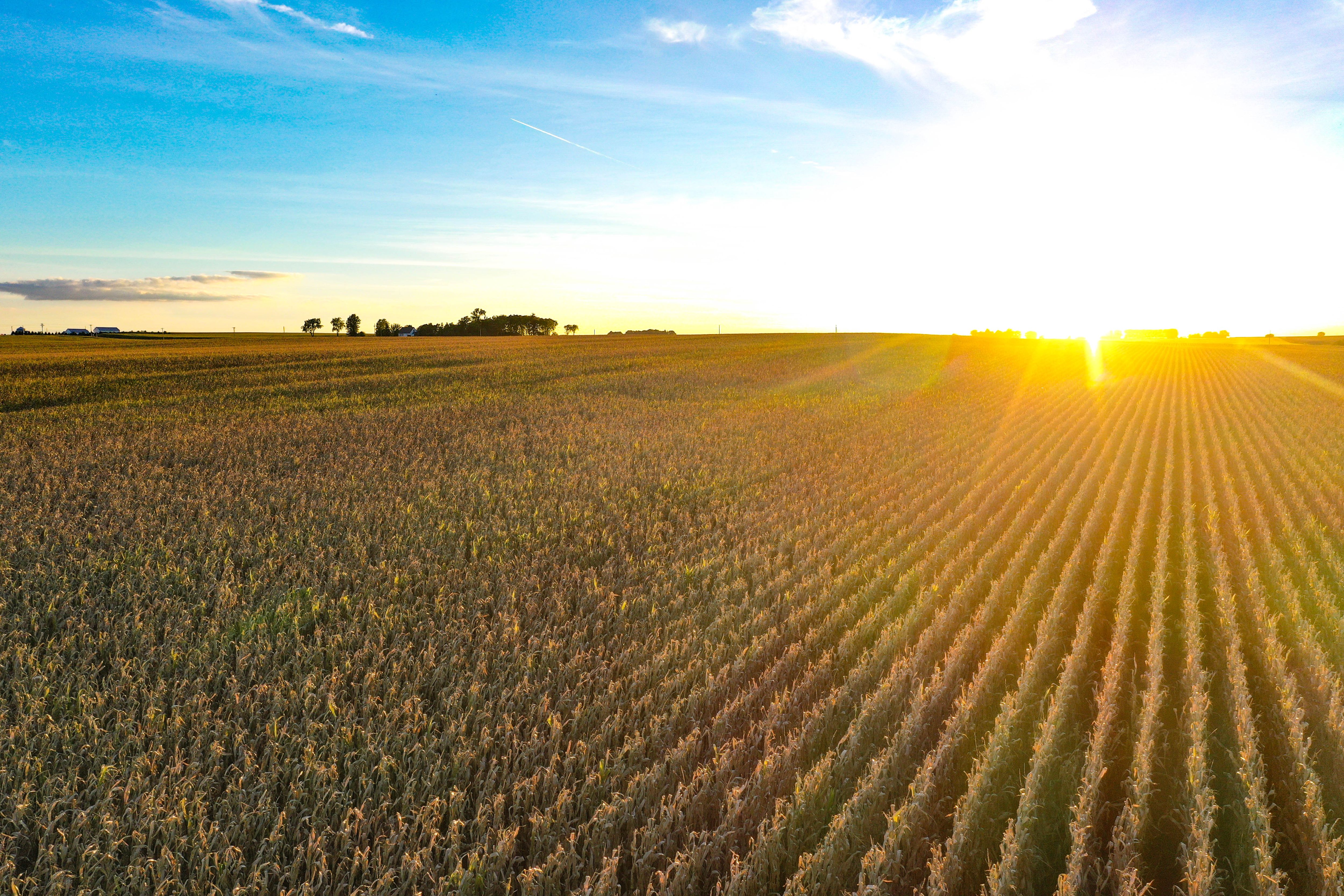 Listing Photo: 15-Butler County Iowa Farmland Available